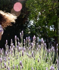 KAVU Somerton WOMENS